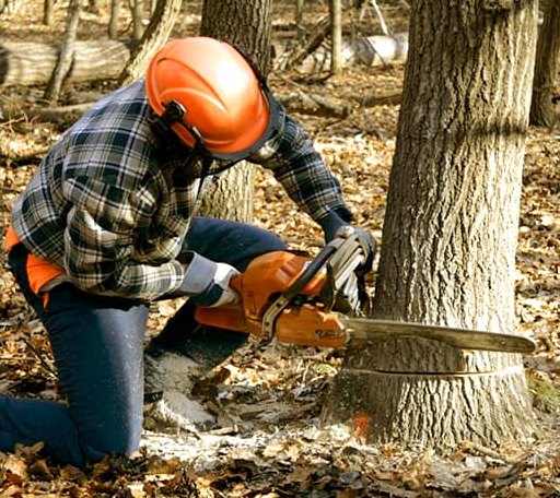 Tree Removal in Huntsville, TX
